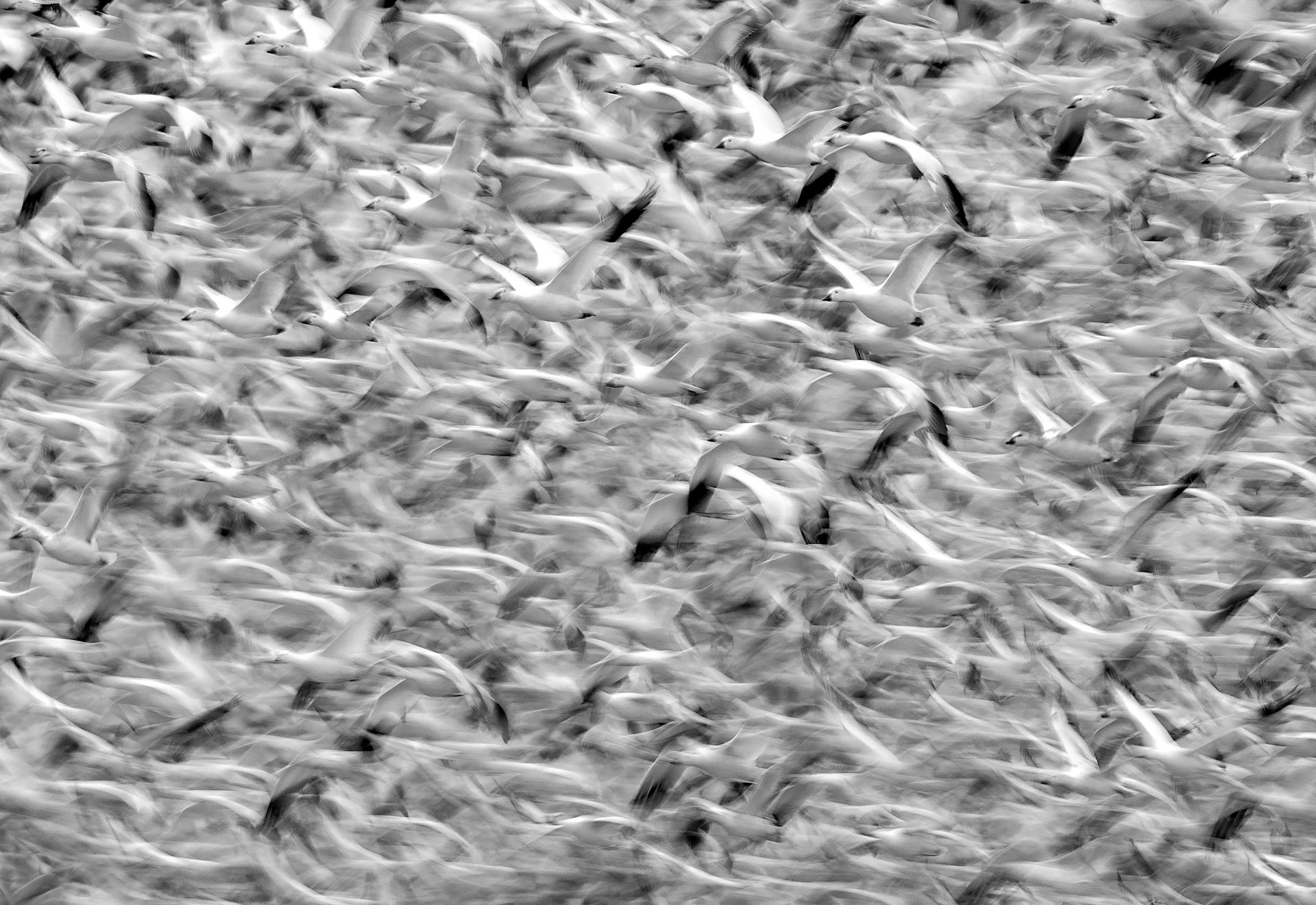 Snow Geese